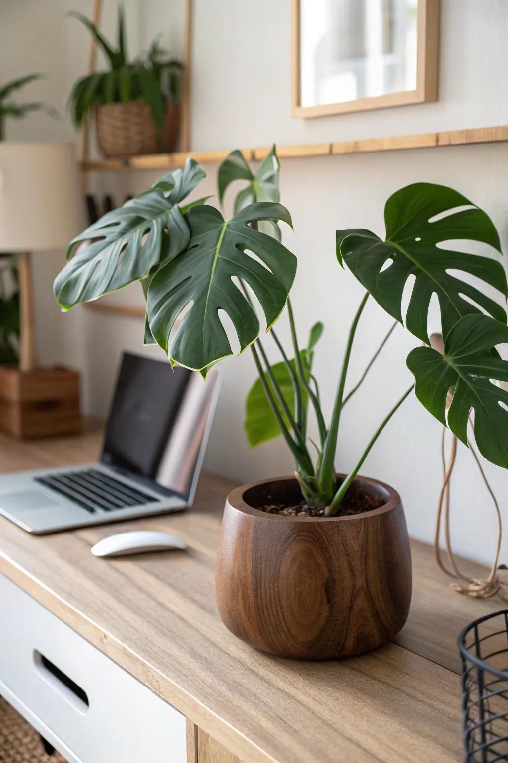 One bold green plant in a handcrafted wooden pot softens your desk setup instantly.