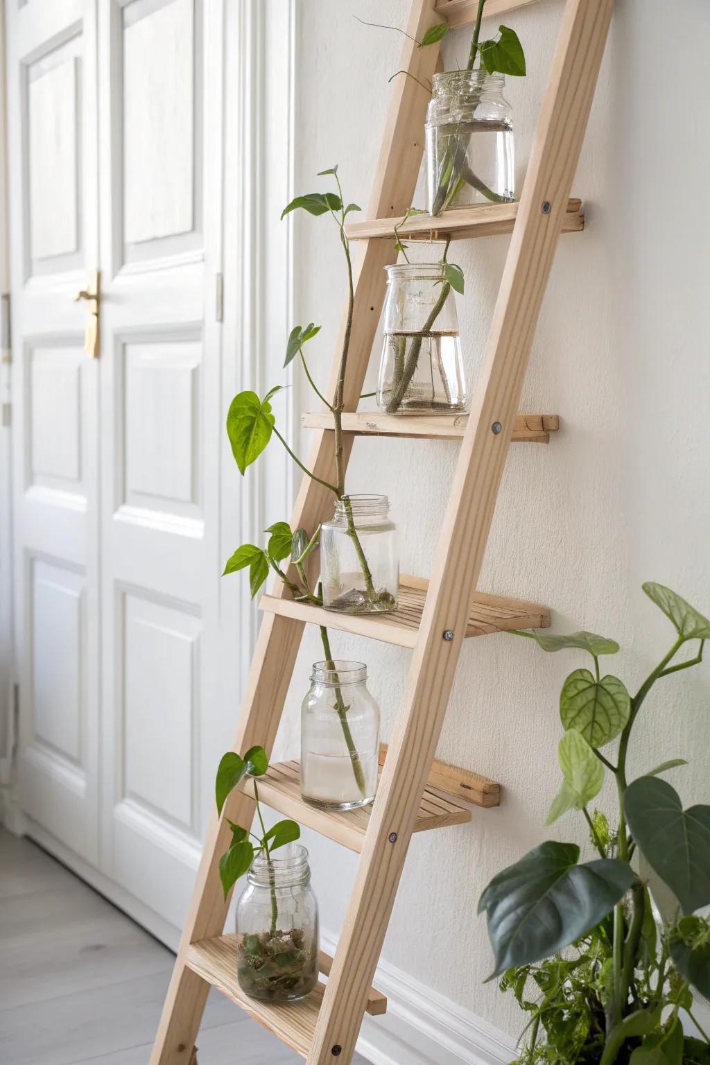 Elevate your plant propagation game with a chic ladder display that combines simplicity and style.