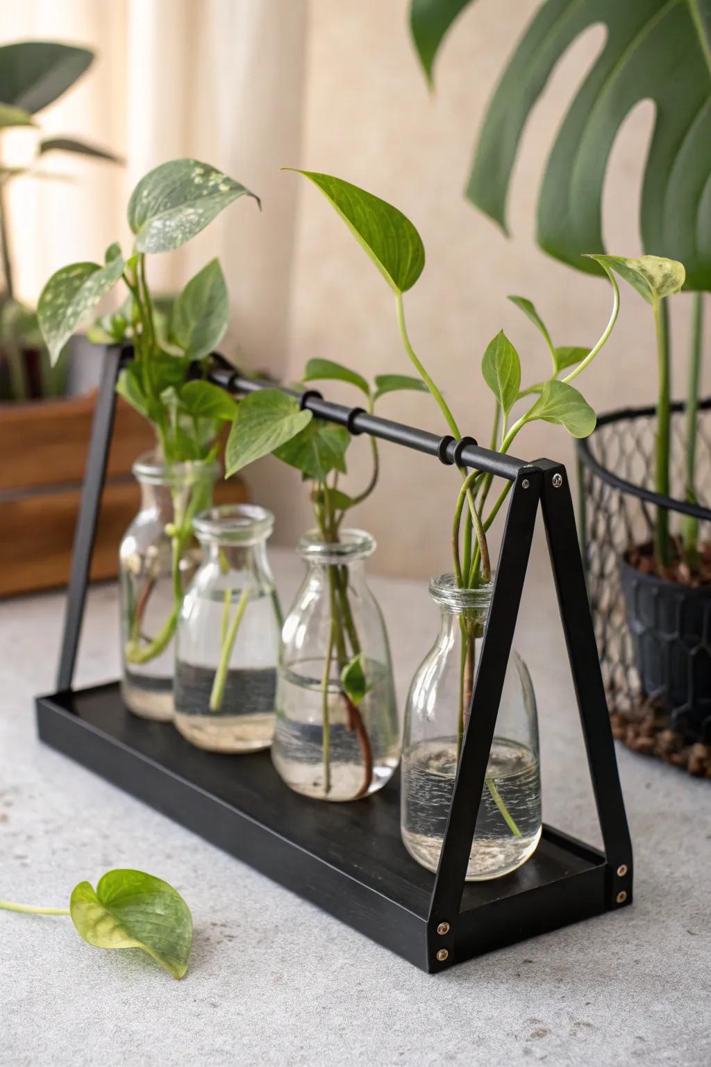 Discover the art of plant propagation with magnetic simplicity and Boho elegance.