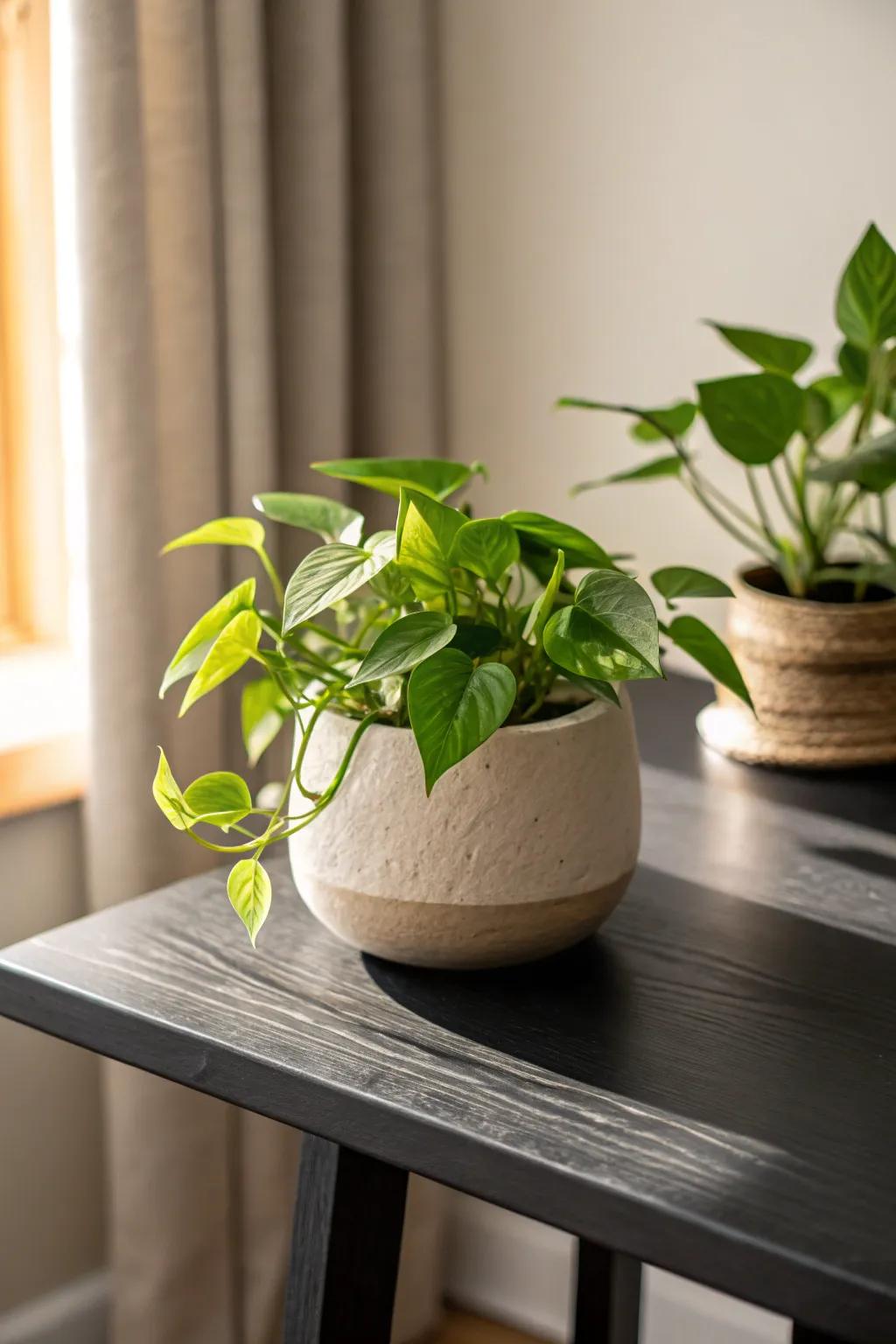 A simple pot of greenery makes a black coffee table feel instantly softer and more alive.