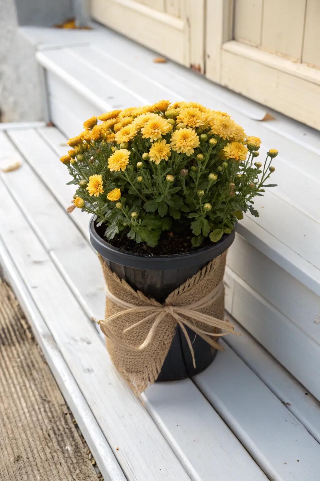 Budget mums, elevated: burlap-wrapped pots for instant cozy front-porch fall style.