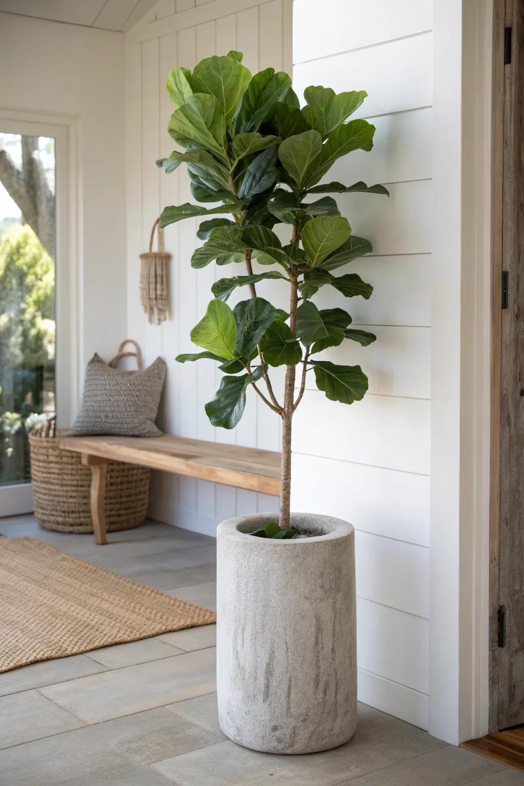 Add instant height and calm: a big leafy plant in a stone-look pot beside warm wood.